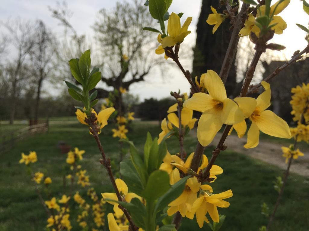 Podere Conte Racani Amelia Exteriér fotografie